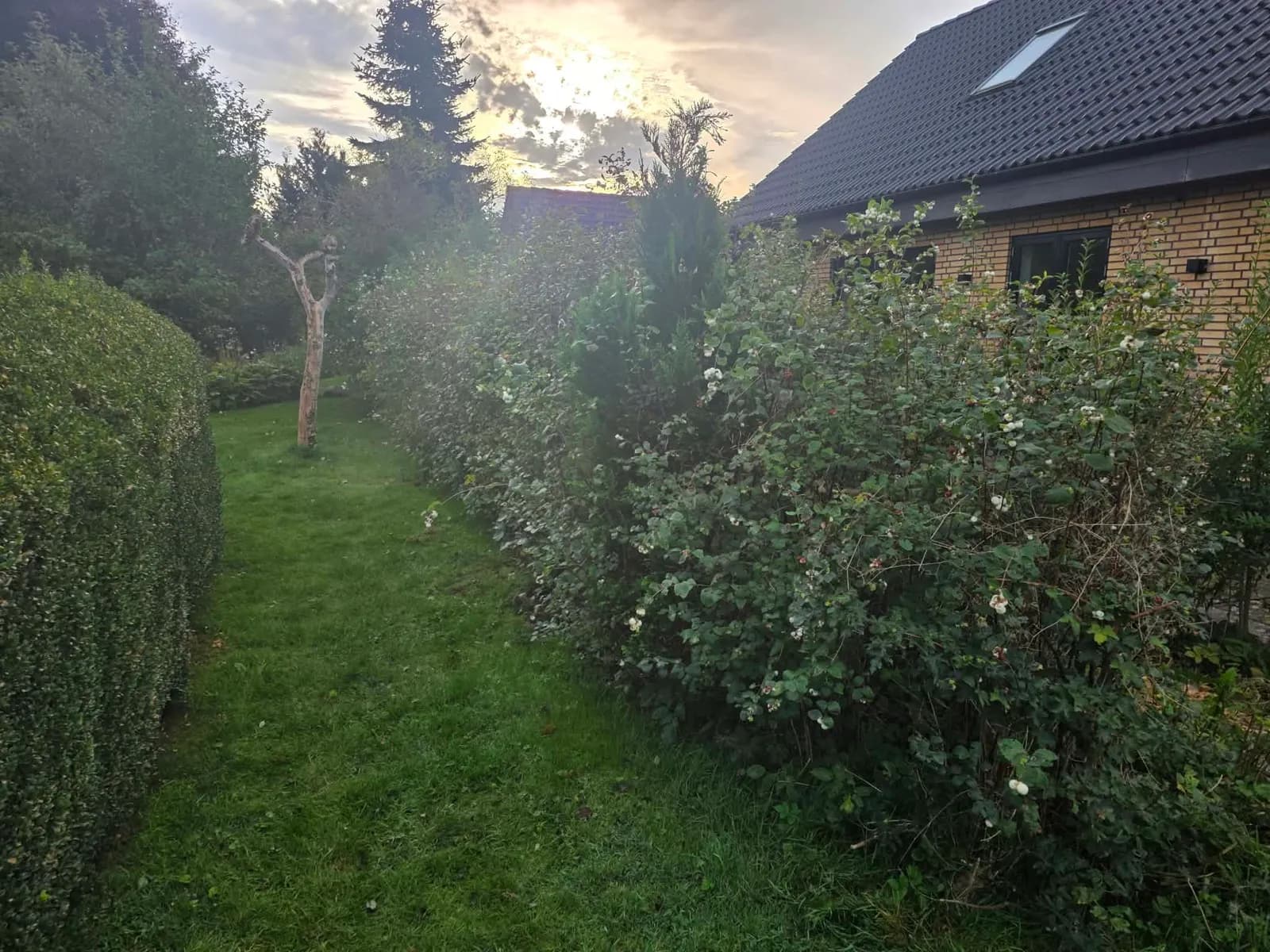 Tilgroet buskads langs husets side før arbejdet